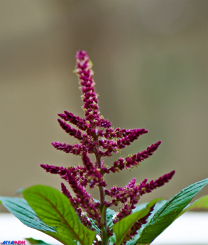 Amaranthus